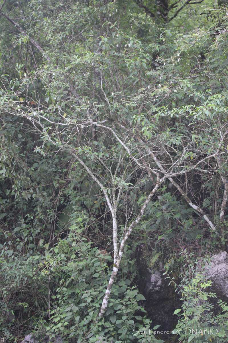 Acaciella angustissima